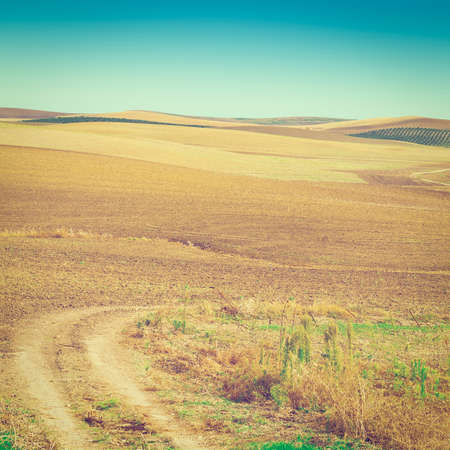 Olive Trees on the Plowed Sloping Hills of Spainの写真素材