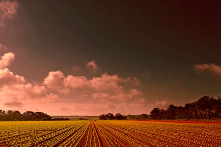 Rows of Fresh Young Green Seedling in Portugal at Sunset