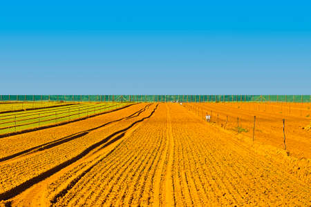Rows of Fresh Young Green Seedling in Portugalの写真素材