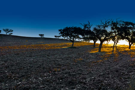 Sloping Hills of Portugal in the Autumn at Sunsetの写真素材