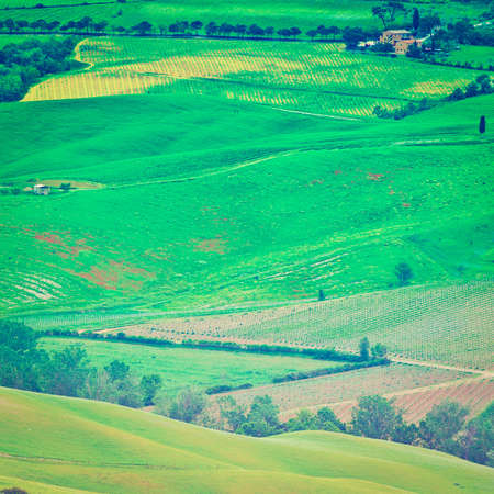 Tuscan Landscape with Vineyards and Pastureの写真素材