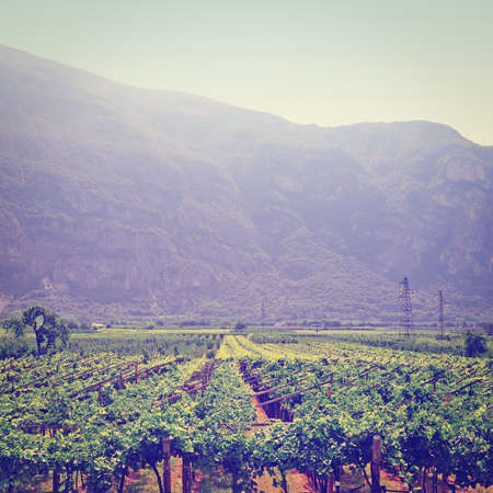Vineyard and Farm Houses at the Foot of the Italian Alpsの写真素材