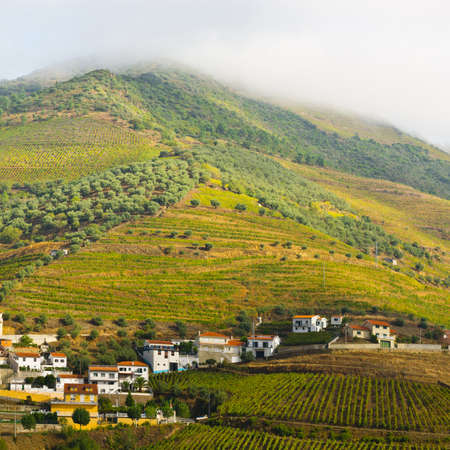 Vineyards on the Hills of Portugalの写真素材