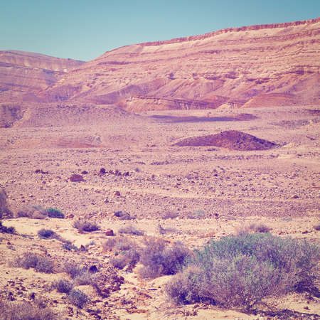 Green Plants of the Negev Desert in Israelの写真素材