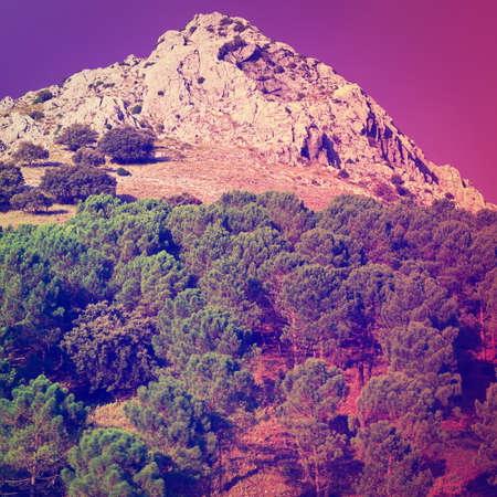 Coniferous Forest on the Background of Mountains in Spain at Sunsetの写真素材