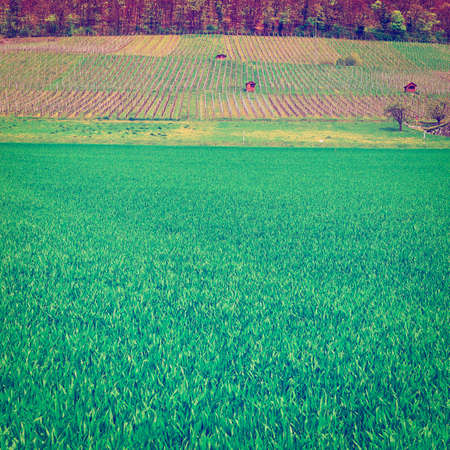 Alpine Pasture and Vineyard Framed by Forest in Switzerlandの写真素材
