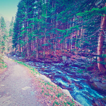 Dirt Forest Road along  Mountain Stream in the Italian Alps, Piedmontの写真素材