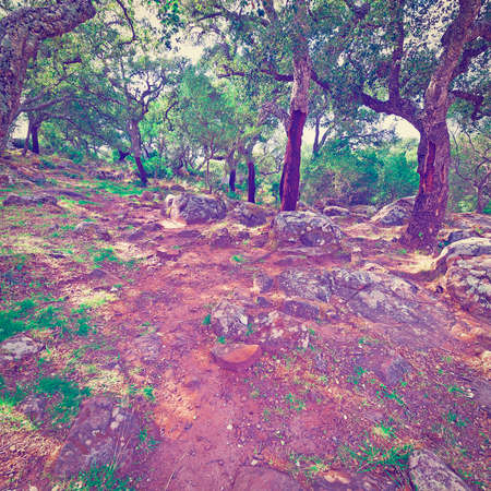Coniferous Forest in the Mountains of Spain,の写真素材