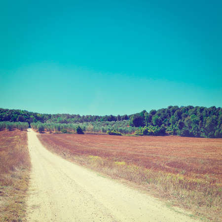 dirt road between olive groves in tuscany, italy,
