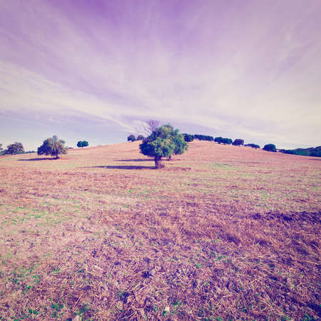 Sloping Pasture of Spain in the Autumn, Vintage Style Toned Pictureの写真素材