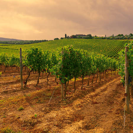 Hill of Tuscany with Vineyard in the Chianti Region, Vintage Style Toned Pictureの写真素材