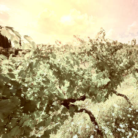 Hill of Tuscany with Vineyard at Sunset, Vintage Style Toned Pictureの写真素材