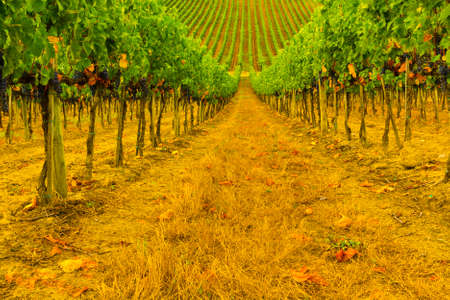 Vineyard with Ripe Grapes in the Autumnの写真素材