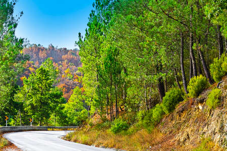 Asphalt Road between Hills Covered with Forest in Portugalの写真素材