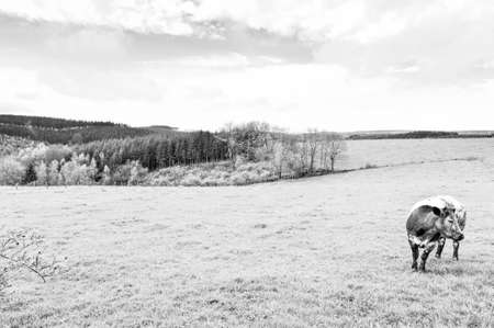 Pasture in the Ardennes. Black and white cow grazing in the green grass on a farm in Belgium. Black and White Pictureの写真素材