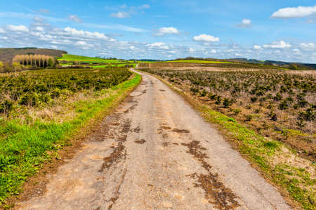 Old Asphalt Road between Green Fields in Belgium. Young Trees in the Nursery for Growing Spruce for Christmas.の写真素材