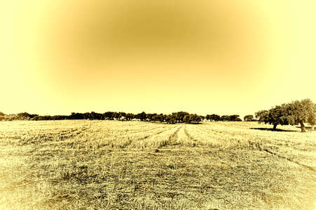 Sloping Hills of Portugal in the Autumn, Stylized Photoの写真素材