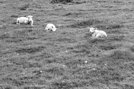 Sheeps Grazing on Green Pasture in the Ardennes.  A flock of sheep lying on the meadow in Belgium. Black and White Pictureの写真素材