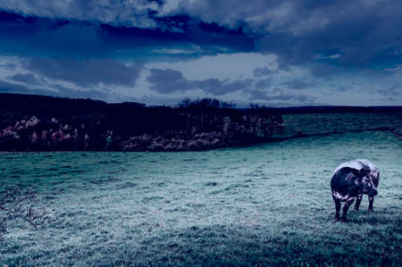 pasture in the ardennes black and white cow grazing in the green grass on a farm in belgium at nightの写真素材