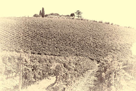 Vineyards with Ripe Grapes in the Autumn, Stylized Photoの写真素材