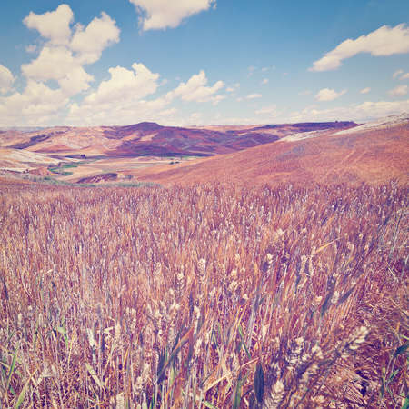 Wheat Fields on the Hills of Sicily, Effectの写真素材