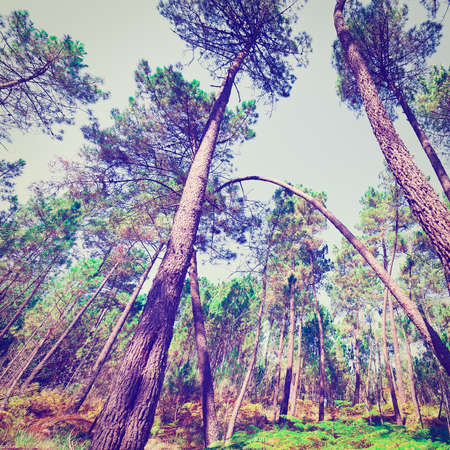 forest and ferns in portugal, effectの写真素材