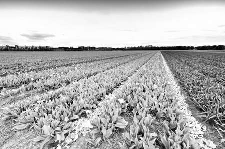 Fields of blooming tulip flowers in Nethrlands. Assorted flowers in a Dutch spring garden ready for sale. Black and white pictureの写真素材