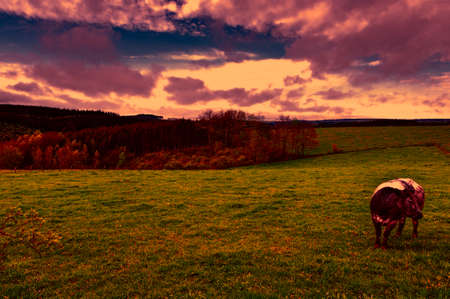 Pasture in the Ardennes. Black and white cow grazing in the green grass on a farm in Belgium at sunset.の写真素材