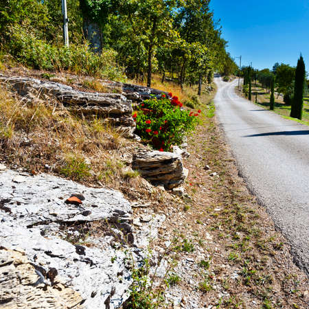 Olive trees on the Tuscany hills with vineyards in Italy. Entrance to a country road decorated with flowers in Tuscanyの写真素材