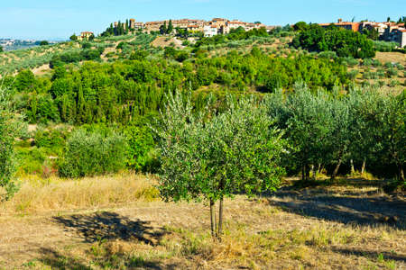 Tuscan landscape with olive groves. Italian medieval town skyline and countryside landscape with olive trees.の写真素材