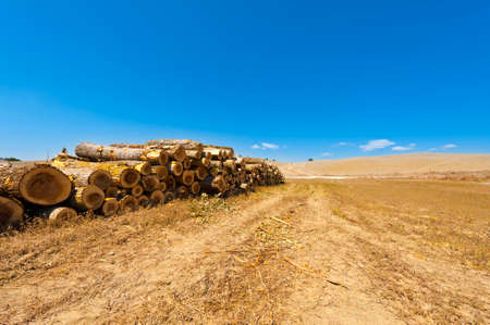 Logging on the plowed fields in Italy. Firewood on the stubble fields of Tuscany after harvest.の写真素材