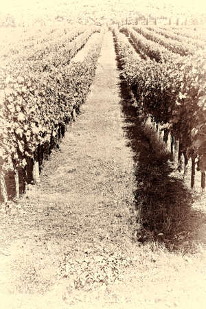 Vineyards with Ripe Grapes in the Autumn, Stylized Photoの写真素材