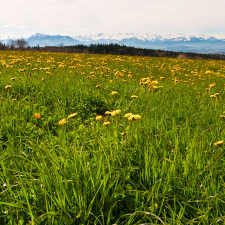 Pasture on the background of snow-capped Alps in Switzerland. Swiss landscape with dandelion fieldの写真素材