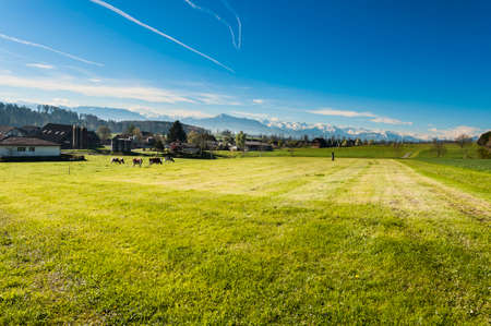 Cows grazing on fresh green mountain pastures on the background of snow-capped Alps. Animal...