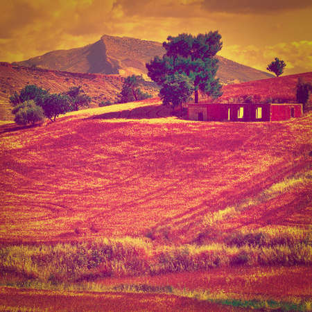 Wheat Fields on the Hills of Sicily at Sunset