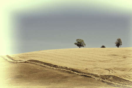 Wheat Fields on the Hills of Sicily, Retro Image Filtered Styleの写真素材