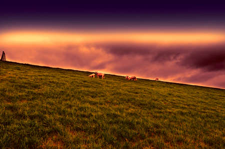 Sheep grazing on protective dam in Holland at sunset. High dike, protecting the low lying land with grazing sheep.の写真素材