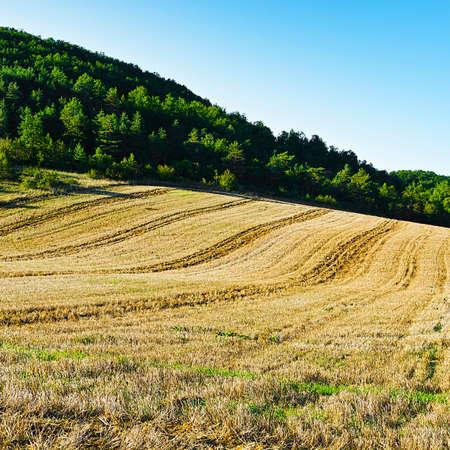 Plantation of Corn After Harvest in Franceの写真素材