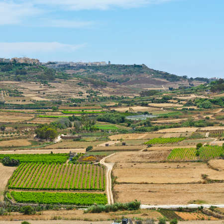 Rural landscape with  fields and vineyards on maltese island Gozo.の写真素材