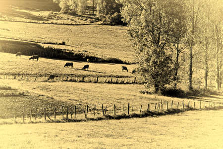Cows Grazing on Alpine Meadows in France, Stylized Photoの写真素材