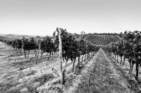 Italian wine farm surrounded with vineyards and olive trees. Black and white pictureの写真素材