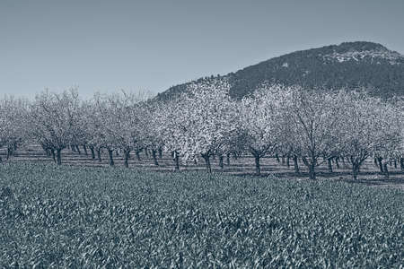 Flowering Almond Garden at the Foot of the Mount Tabor in Israel, Stylized Photo  の写真素材