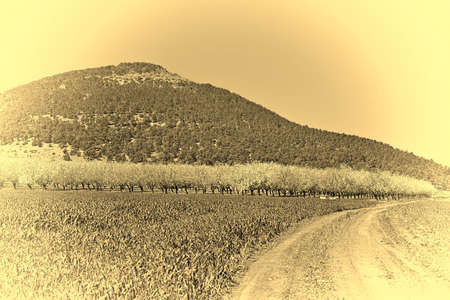 Dirt Road Leading to the Flowering Almond Garden at the Foot of the Mount Tabor in Israel, Stylized Photo  の写真素材
