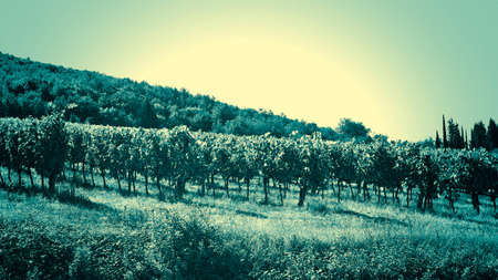Vineyard with Ripe Grapes in the Autumn, Vintage Style Toned Pictureの写真素材