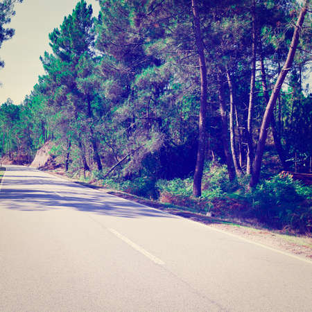 Forest Asphalt Road in Portugalの写真素材