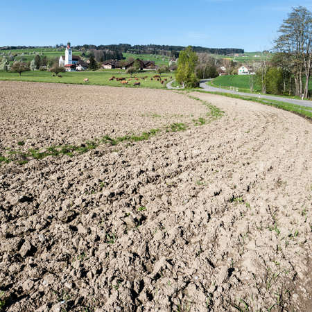 Cows grazing on fresh green mountain pastures of Alps. Animal husbandry in Switzerland, plowed...