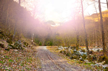 Morning mist in Italian Alps. View of the mountain forest valley at sunriseの写真素材