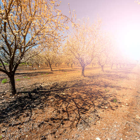 Flowering almond garden at the foot of the Mount Tabor in Israel at sunrise.  Morning mist in the Israeli north. の写真素材