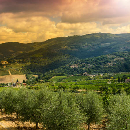 Olive grove in Italy early in the morning. Italian landscape at sunrise, vineyards, hills, fields, pasture and sunlightの写真素材