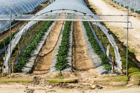 Strawberry beds inside the greenhouse in France. Industrial growth of sweet soft red fruit in French orangeryの写真素材